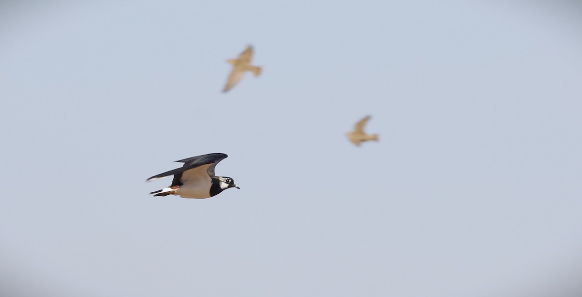 Northern Lapwing - ML546693331