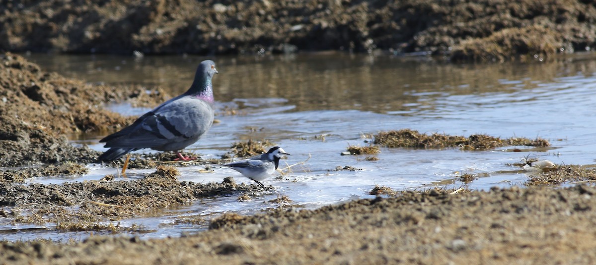 White Wagtail - ML546693361