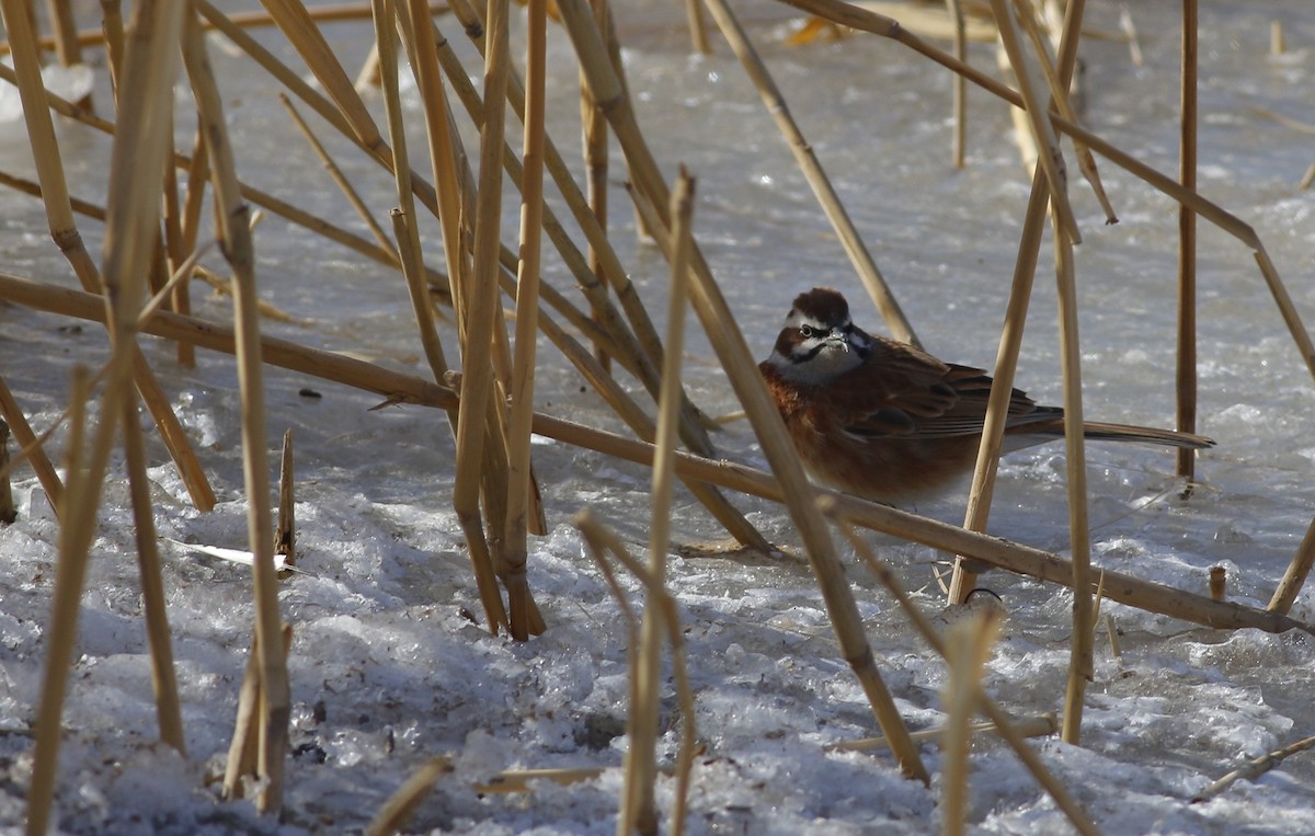 Meadow Bunting - ML546693401