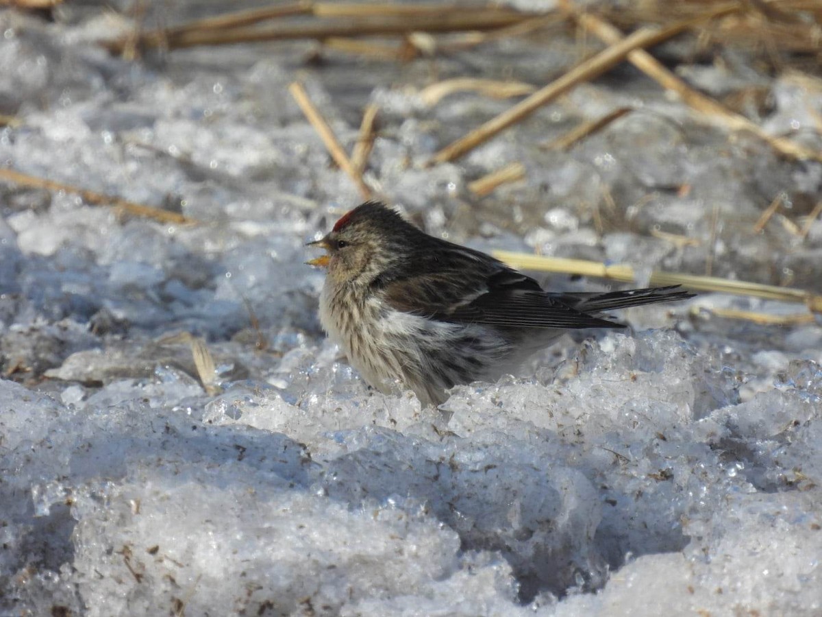 Redpoll (Common) - ML546693591