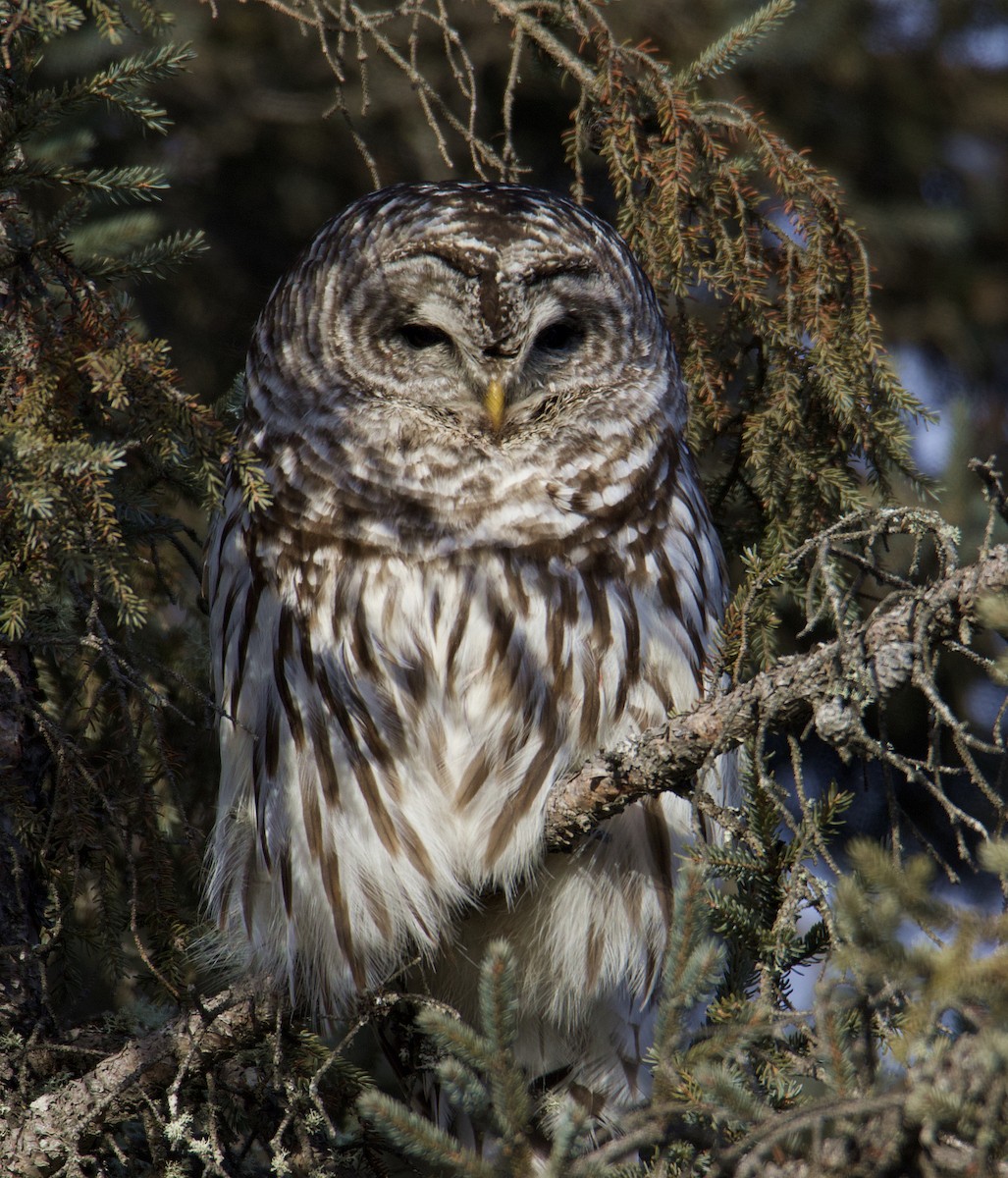 Barred Owl - ML546693631