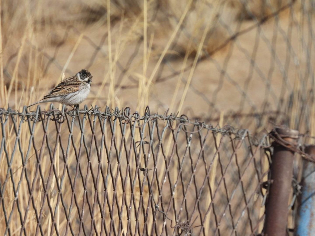 Reed Bunting - ML546694391