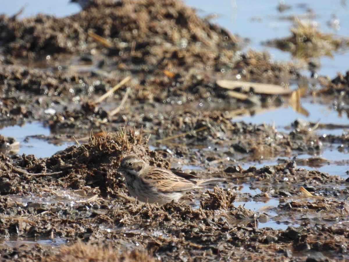 Reed Bunting - ML546694421