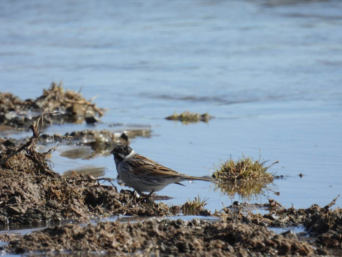 Reed Bunting - ML546694521