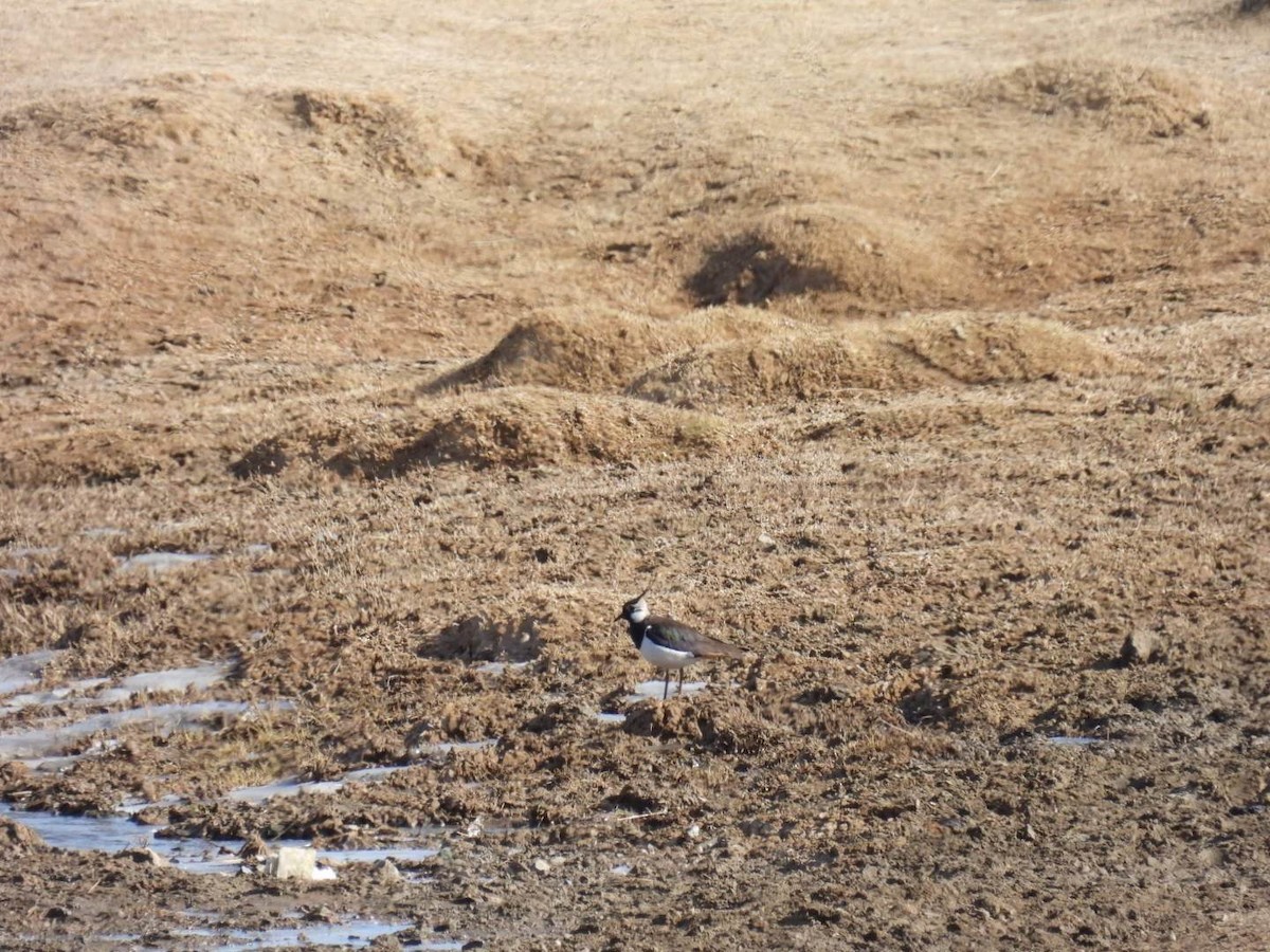 Northern Lapwing - ML546694571