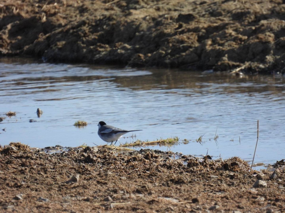 White Wagtail - ML546694771