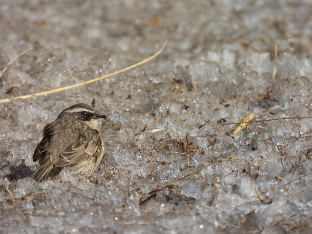 Brown Accentor - ML546695441