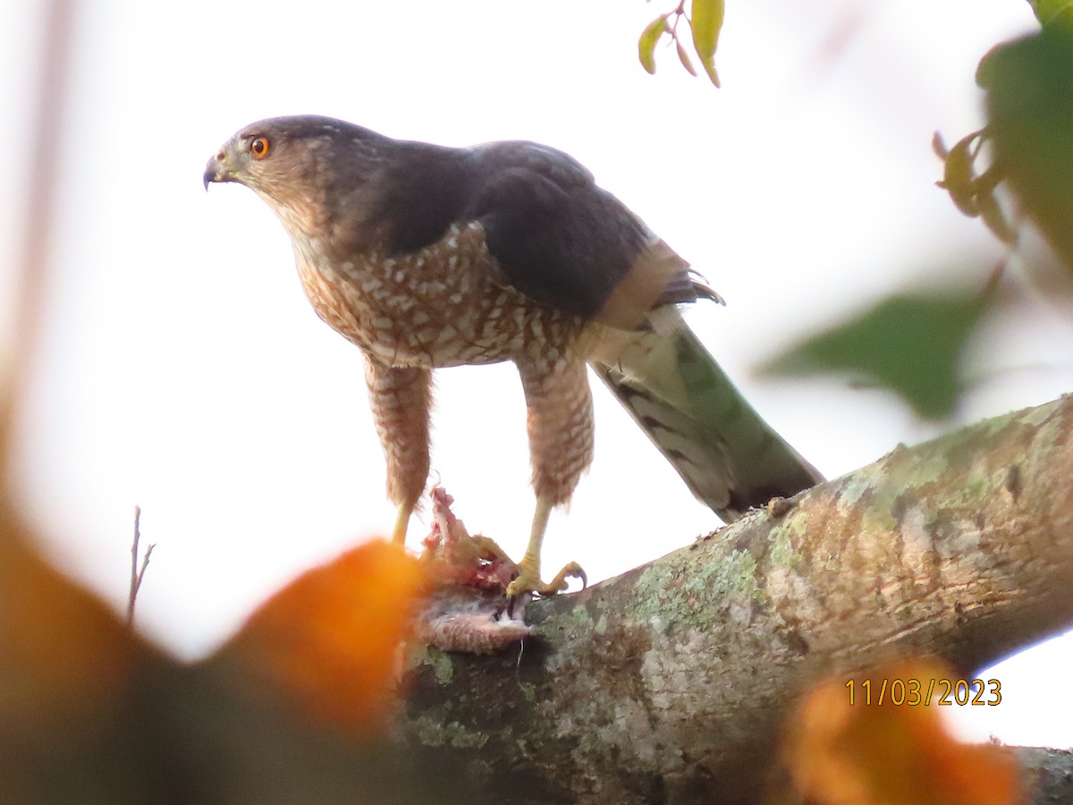 Cooper's Hawk - ML546695961