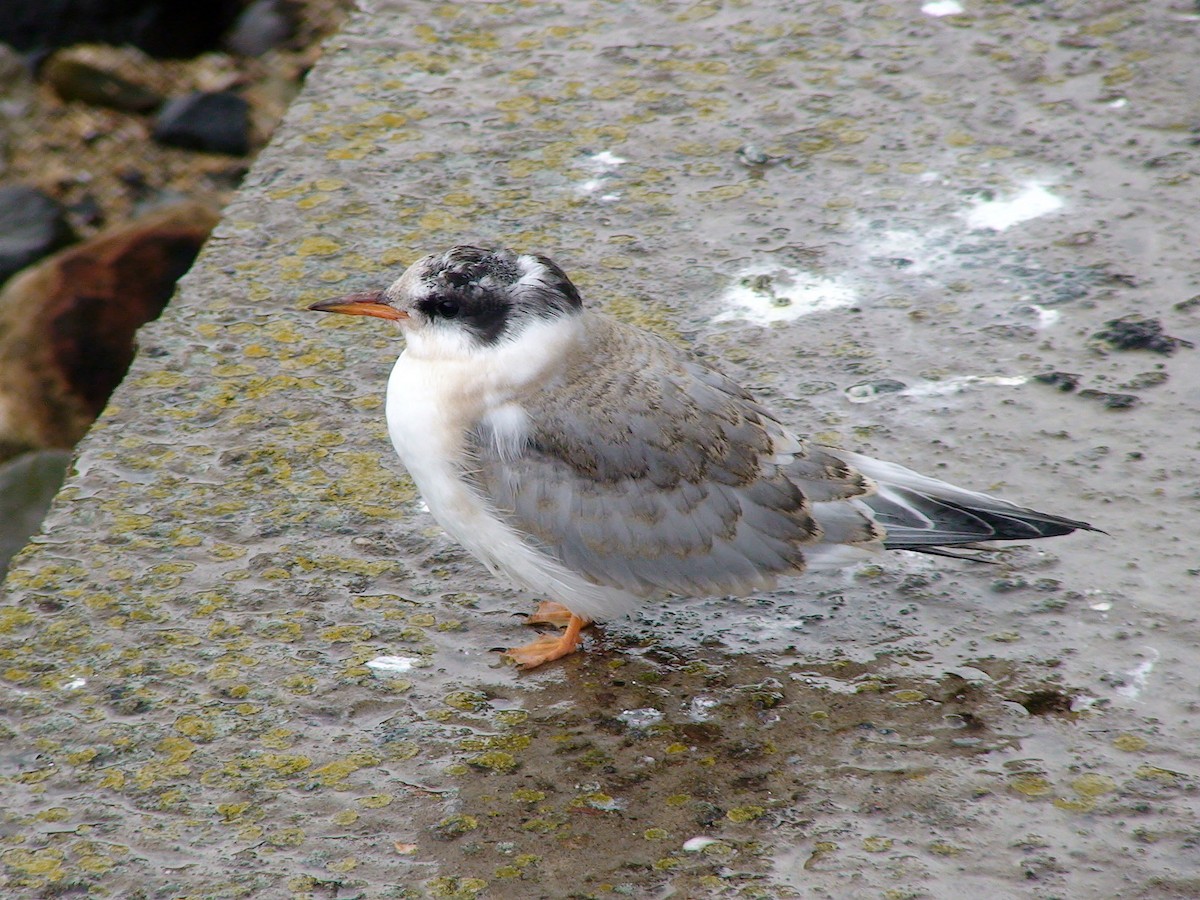 Arctic Tern - Delfin Gonzalez