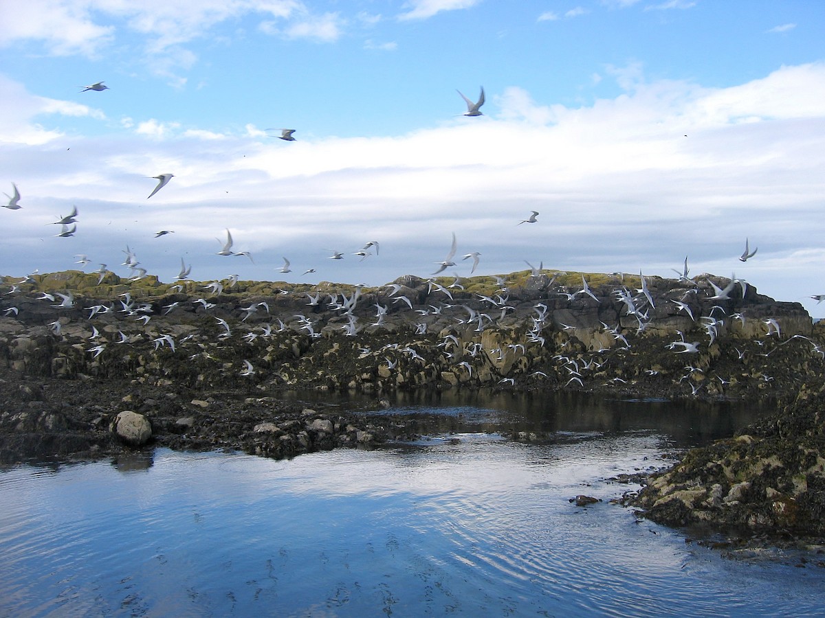 Arctic Tern - ML546696041