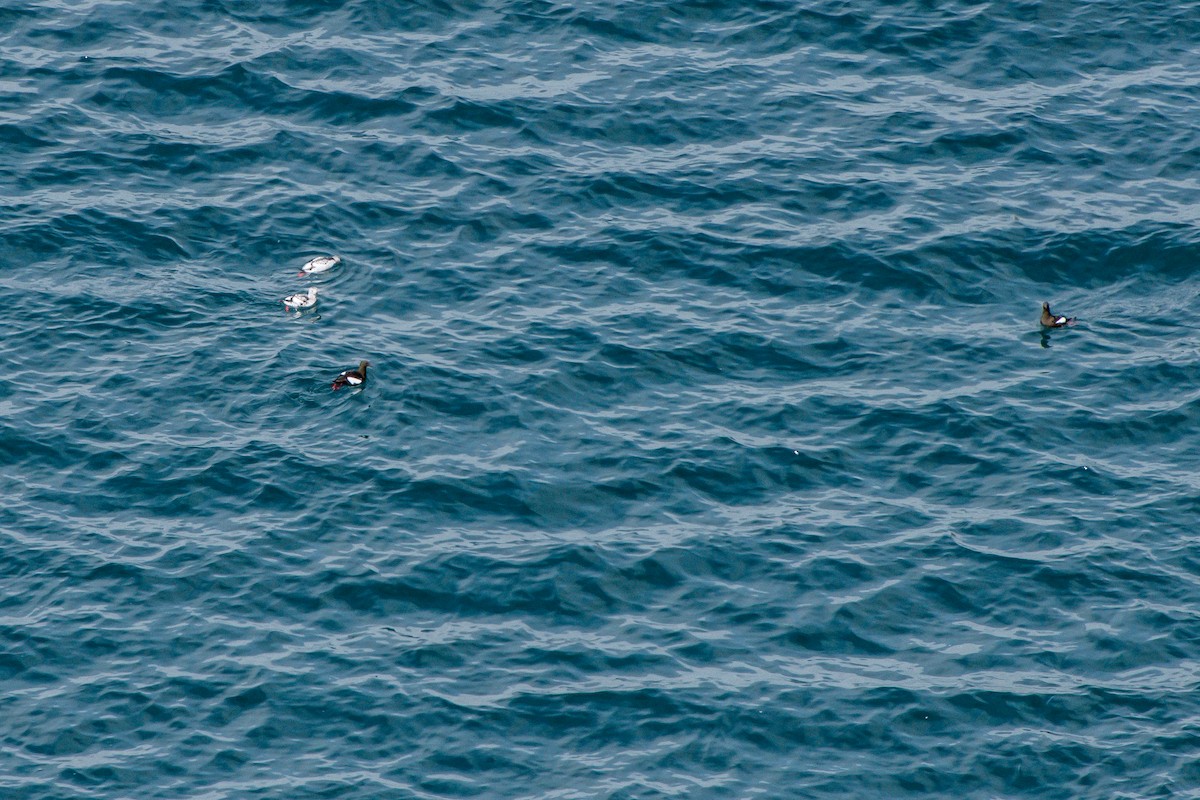 Black Guillemot - Frank King