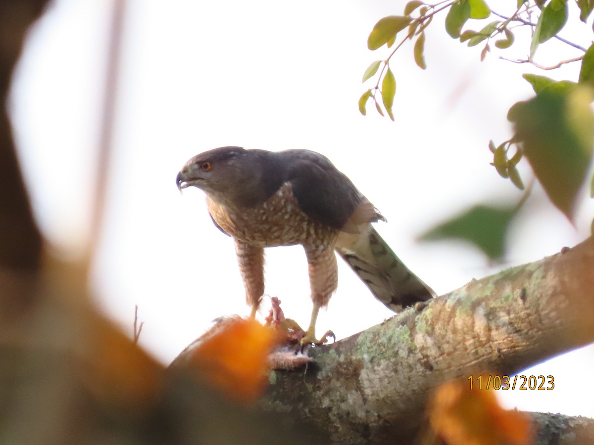 Cooper's Hawk - ML546696201