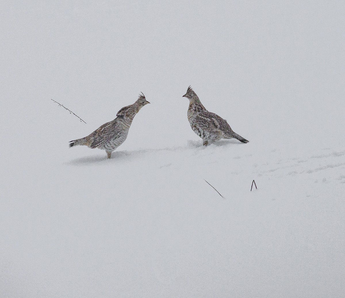 Ruffed Grouse - ML546696331