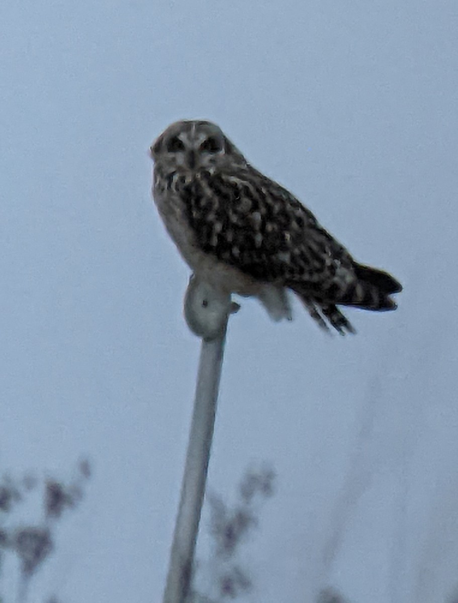 Short-eared Owl - ML546697091