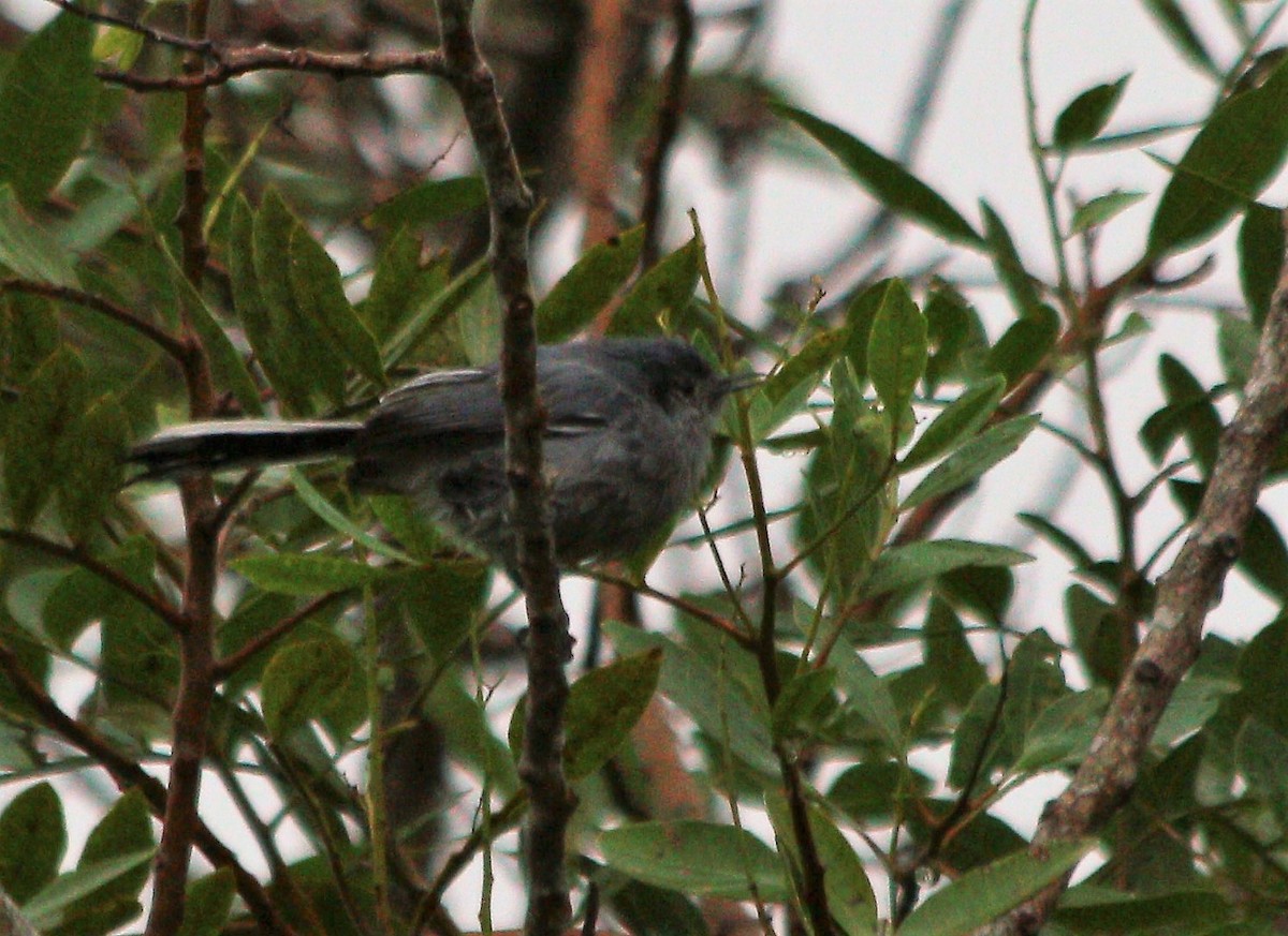 Masked Gnatcatcher - Cláudio Jorge De Castro Filho