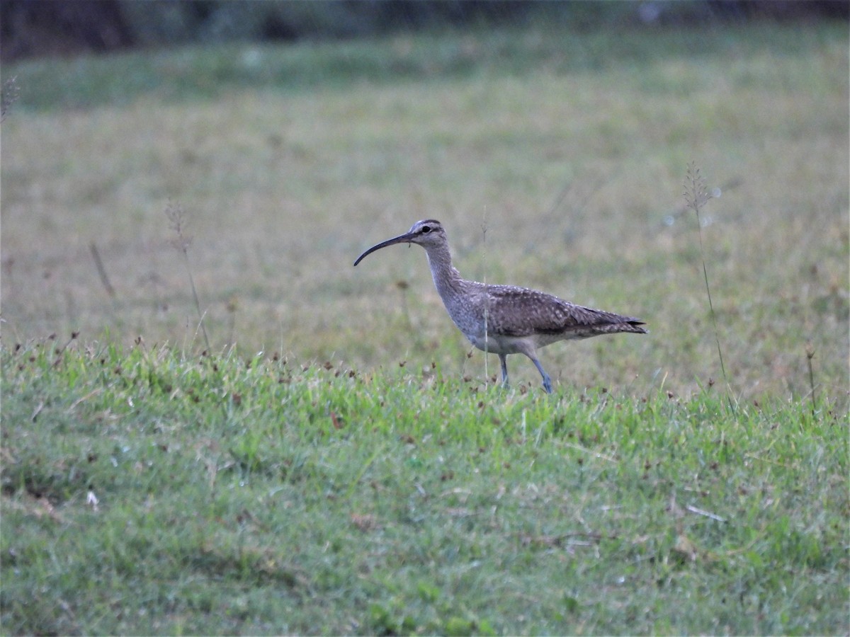 Whimbrel - ML546699661