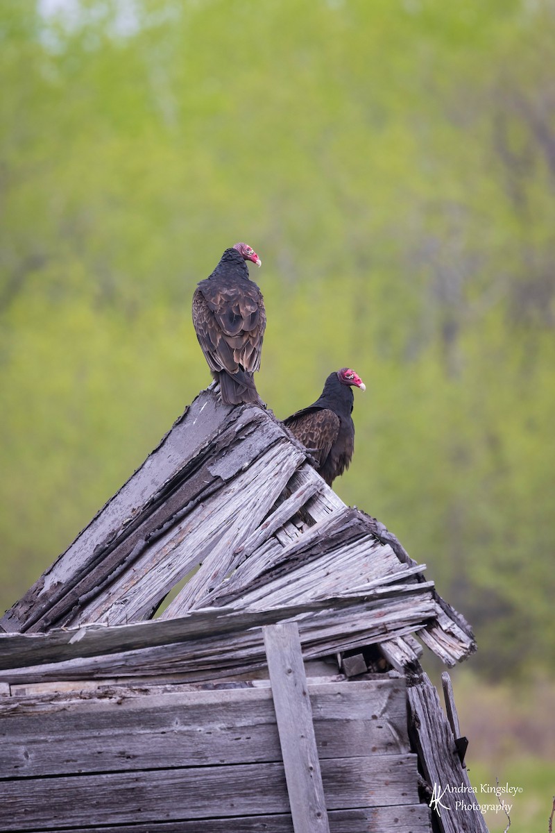 Turkey Vulture - ML546700351