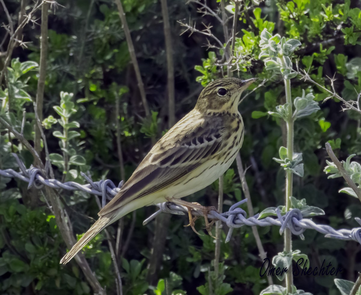 Tree Pipit - ML546700791