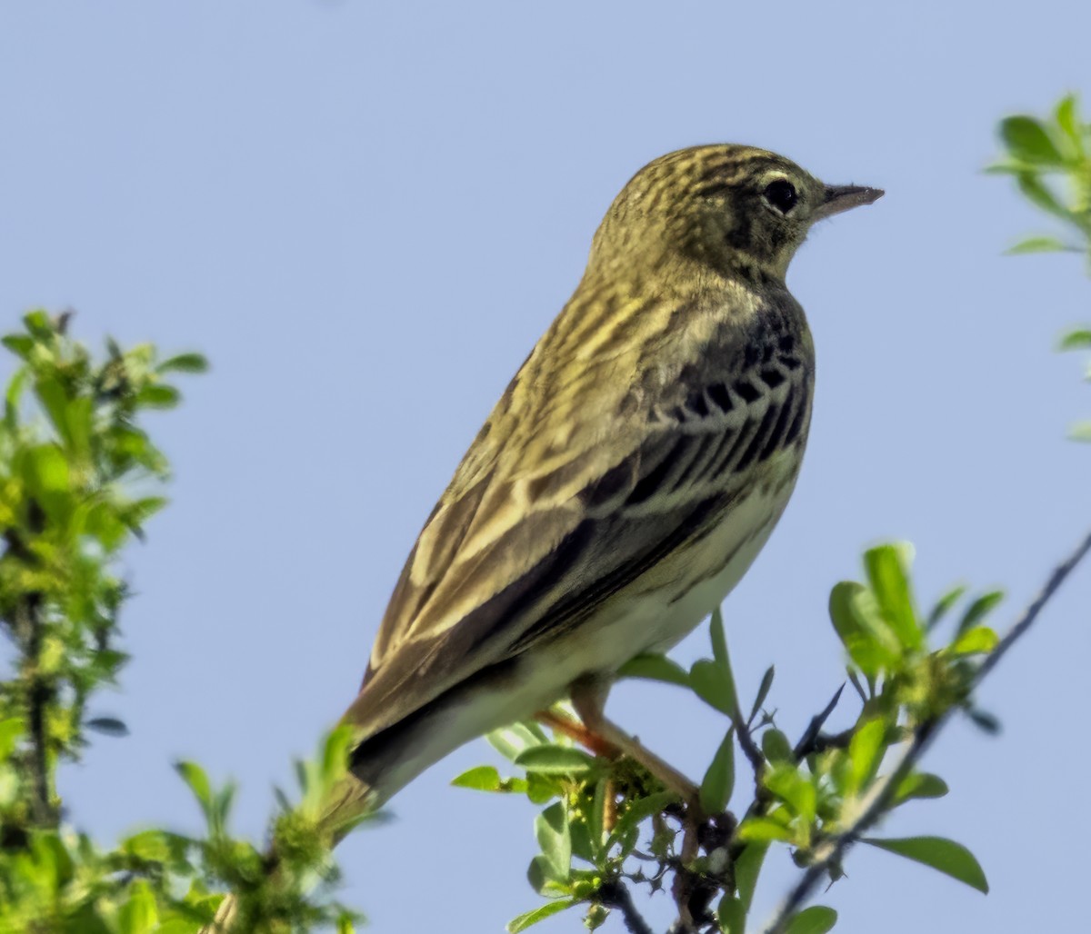 Tree Pipit - ML546700841