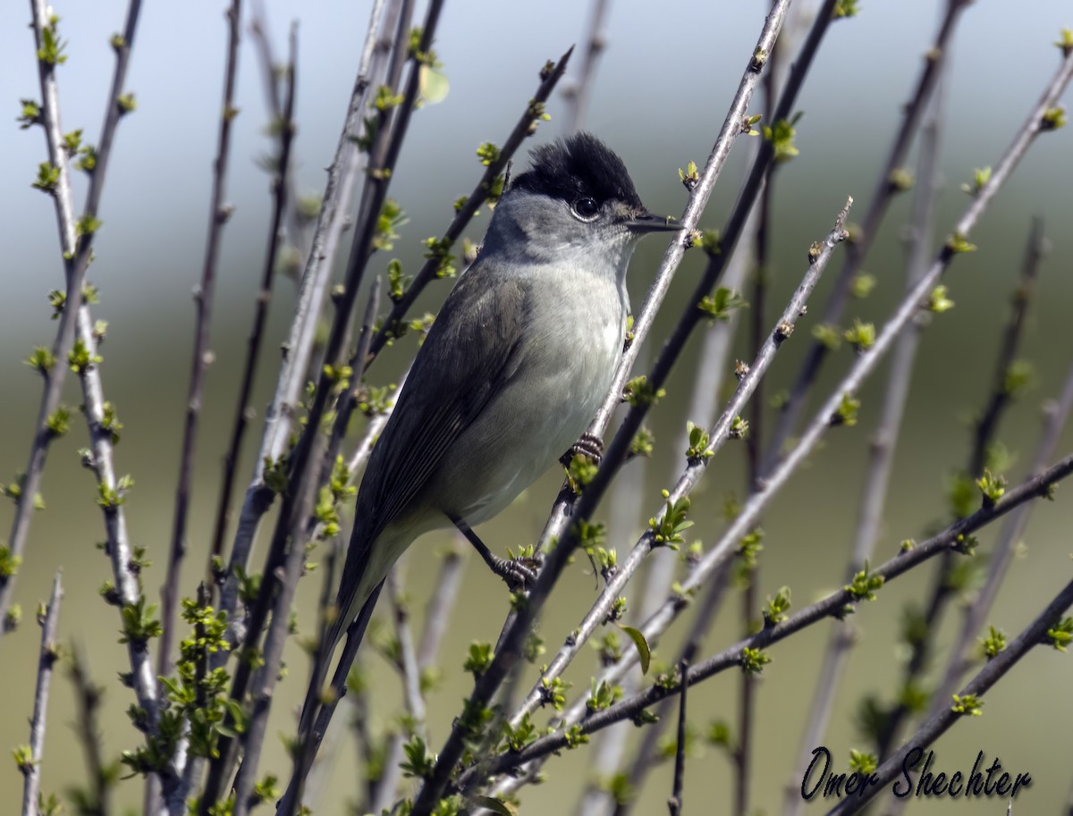 Eurasian Blackcap - ML546700921