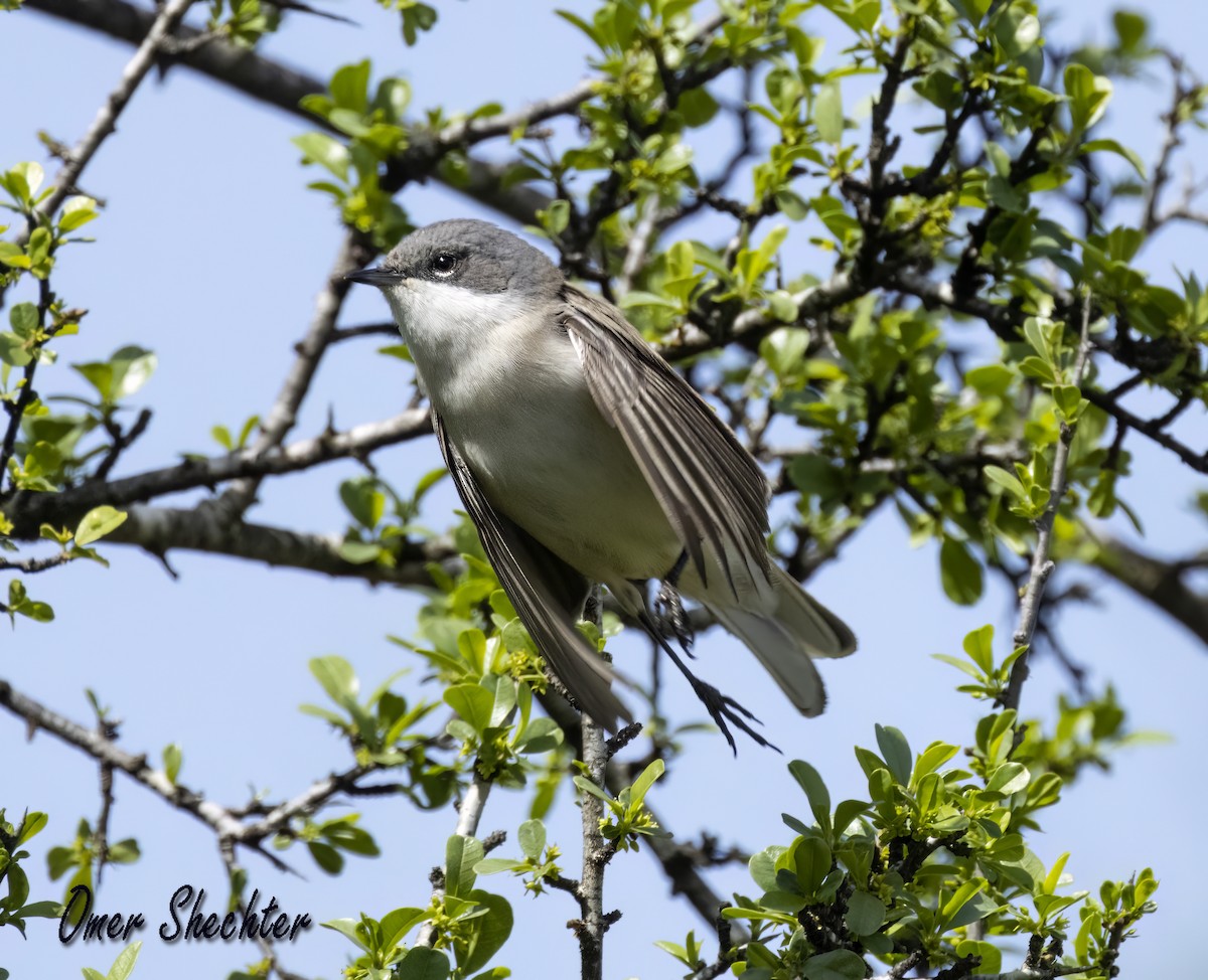 Lesser Whitethroat - ML546700981