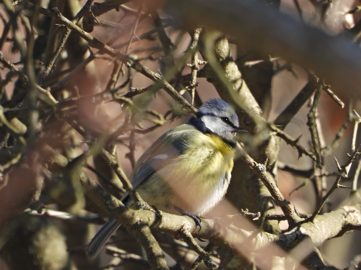 Eurasian Blue Tit - ML546701241