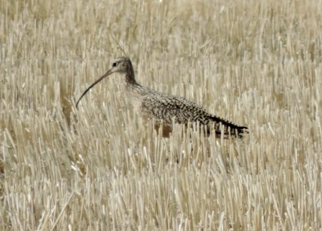 Rostbrachvogel - ML546701501