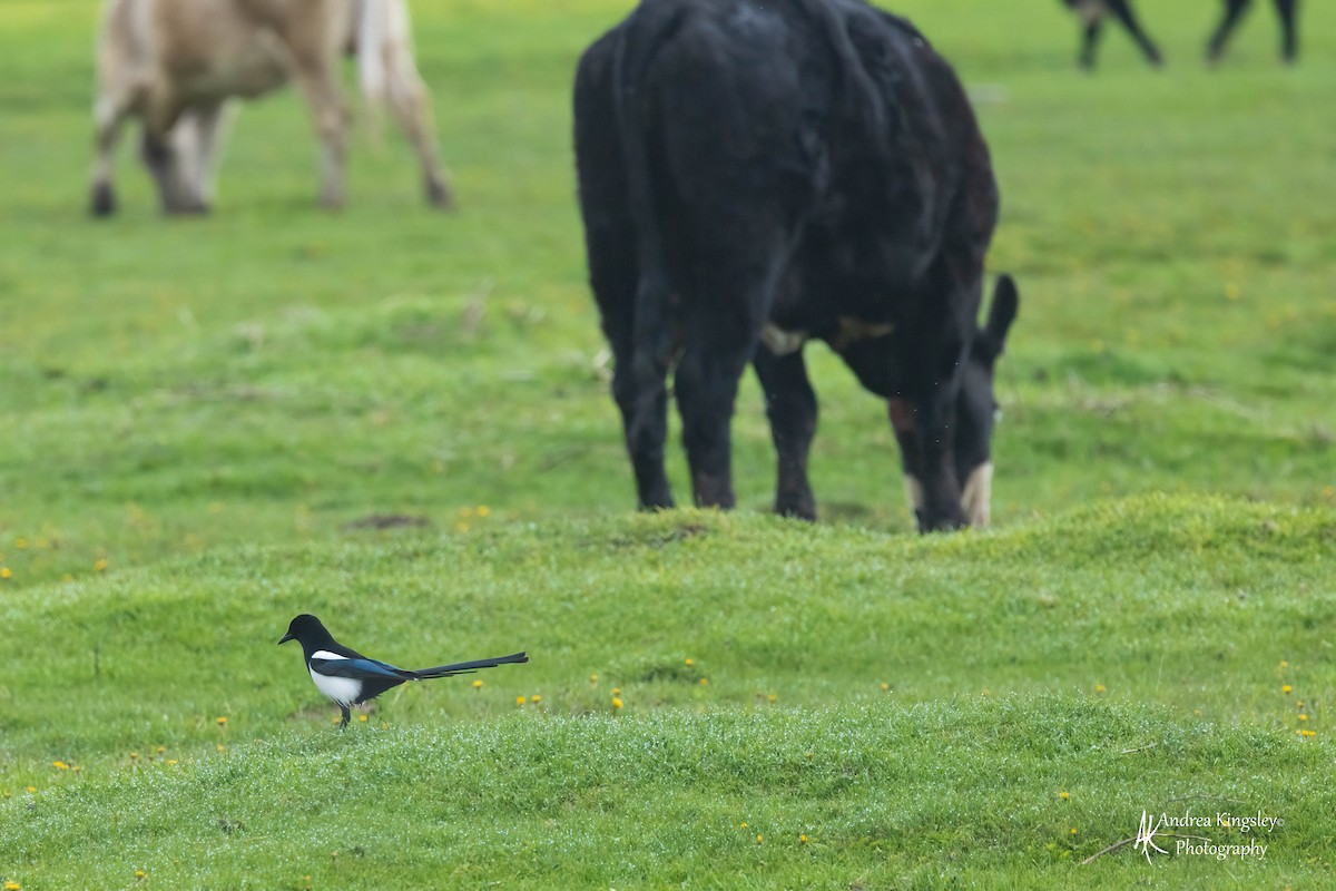 Black-billed Magpie - ML546701581