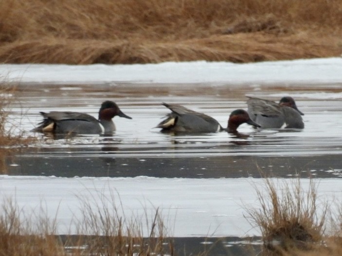 Green-winged Teal - Donna Reis