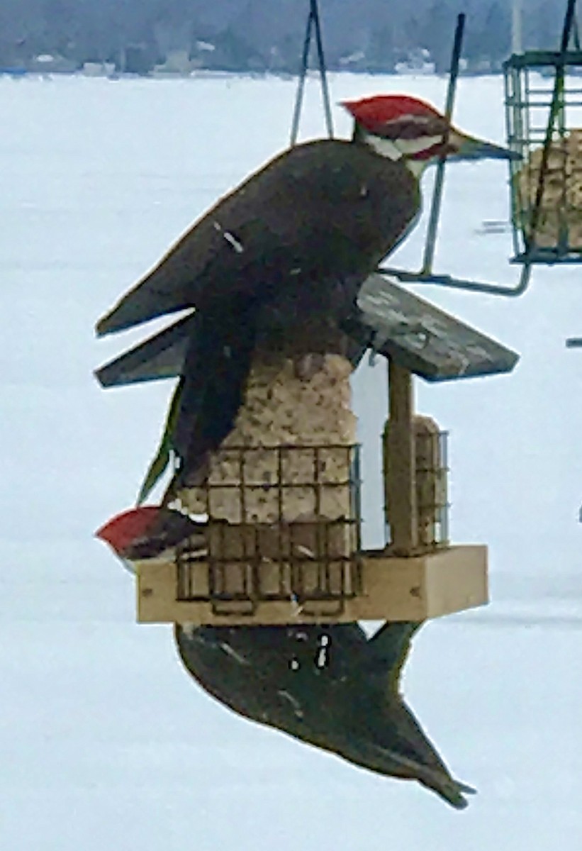 Pileated Woodpecker - ML546702111