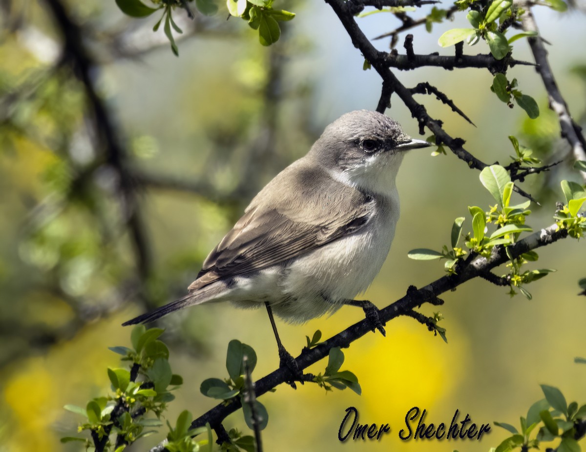 Lesser Whitethroat - ML546704231