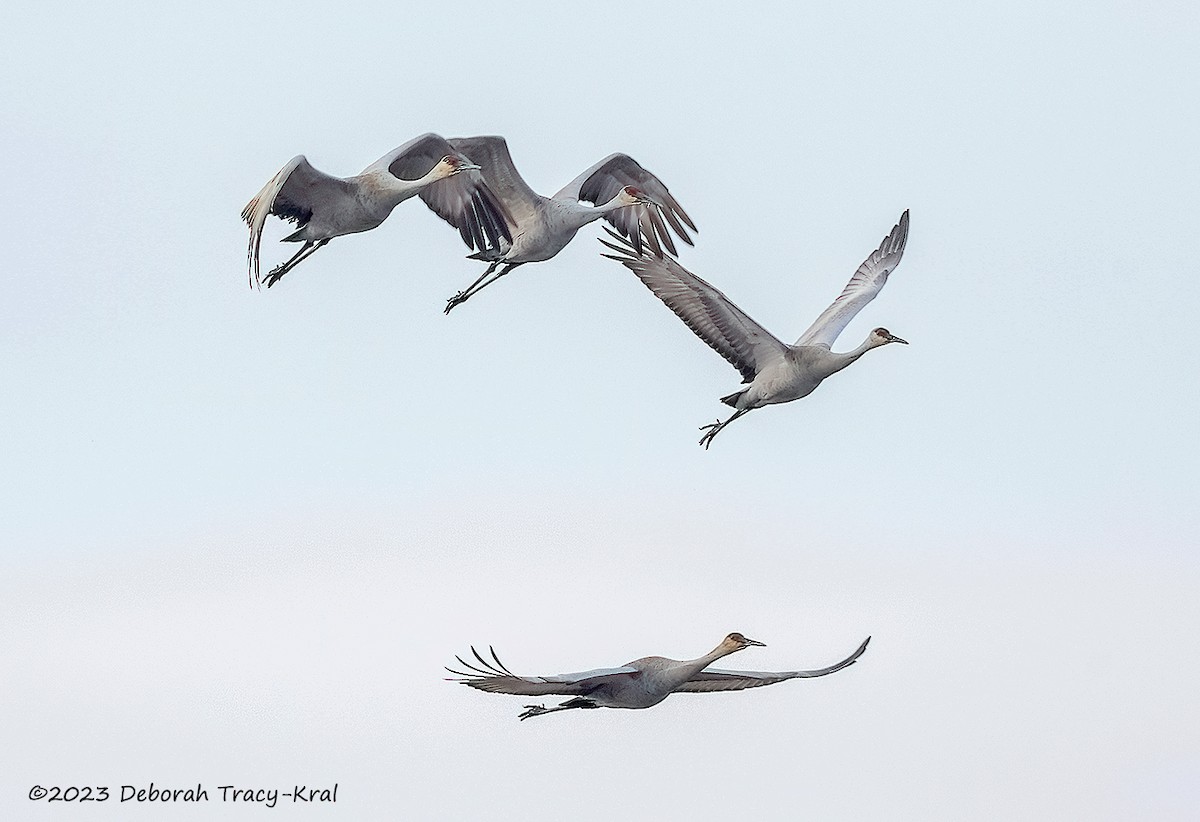 Sandhill Crane - ML546704411