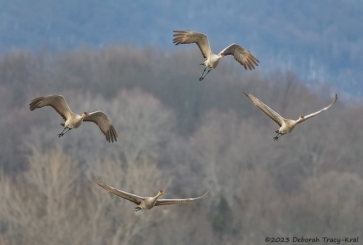 Sandhill Crane - ML546704431