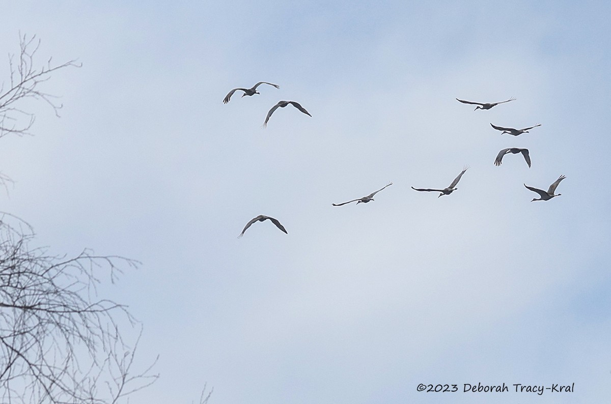 Sandhill Crane - ML546704481