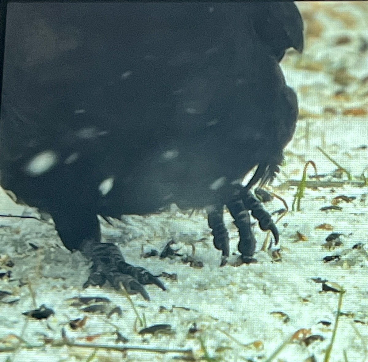 American Crow - ML546704681