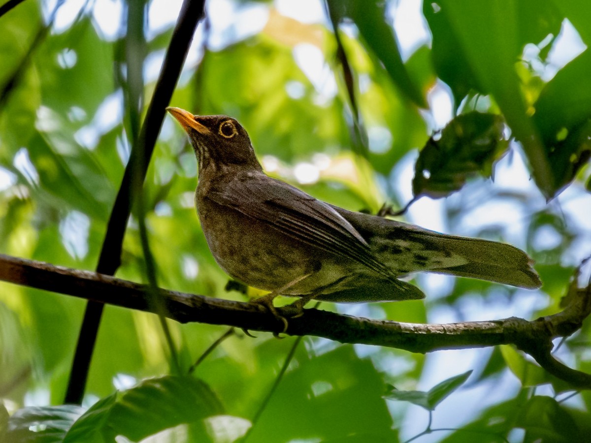 Lawrence's Thrush - ML546705551
