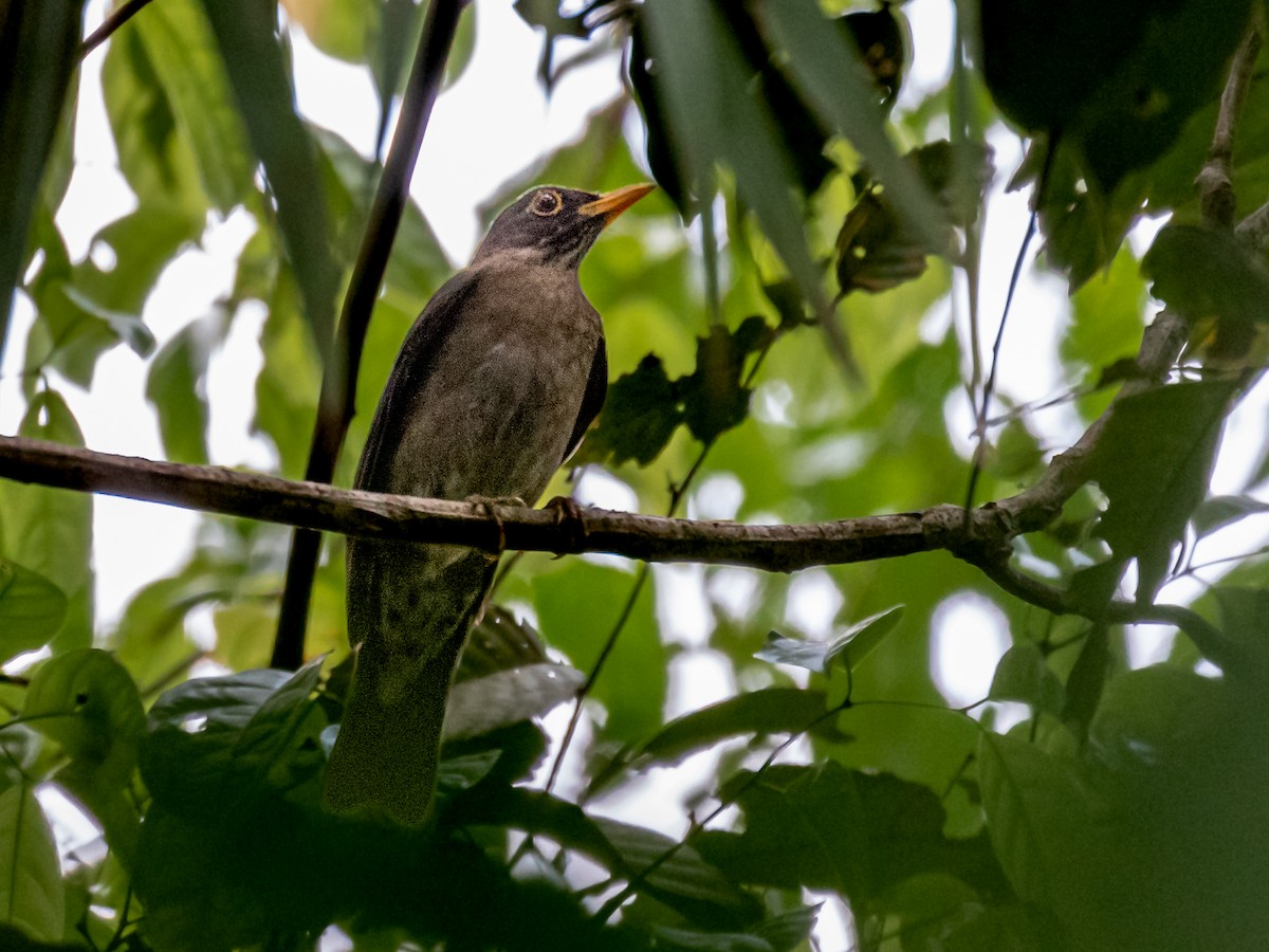 Lawrence's Thrush - ML546705561