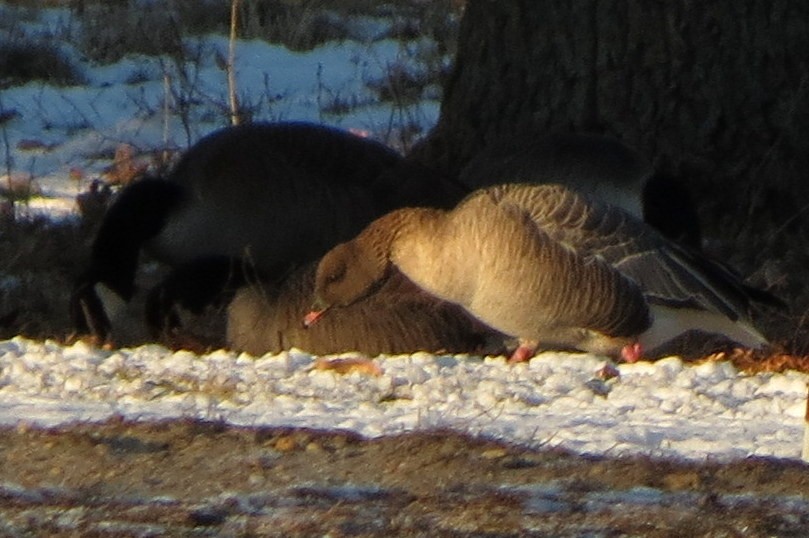 Pink-footed Goose - ML546708191