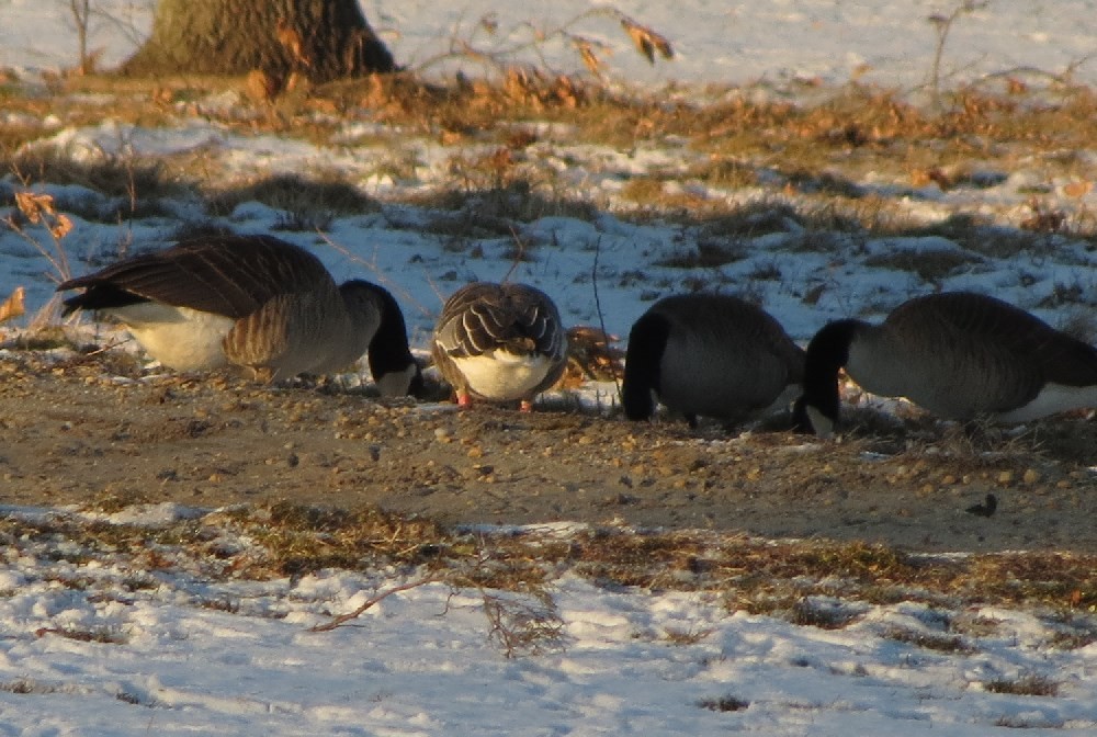 Pink-footed Goose - ML546708361