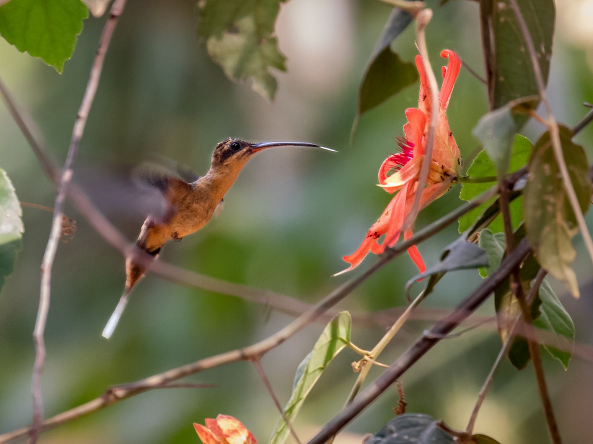 Needle-billed Hermit - ML546709521