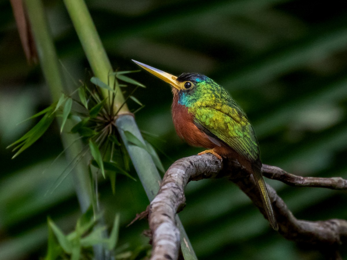 Blue-cheeked Jacamar - Héctor Bottai