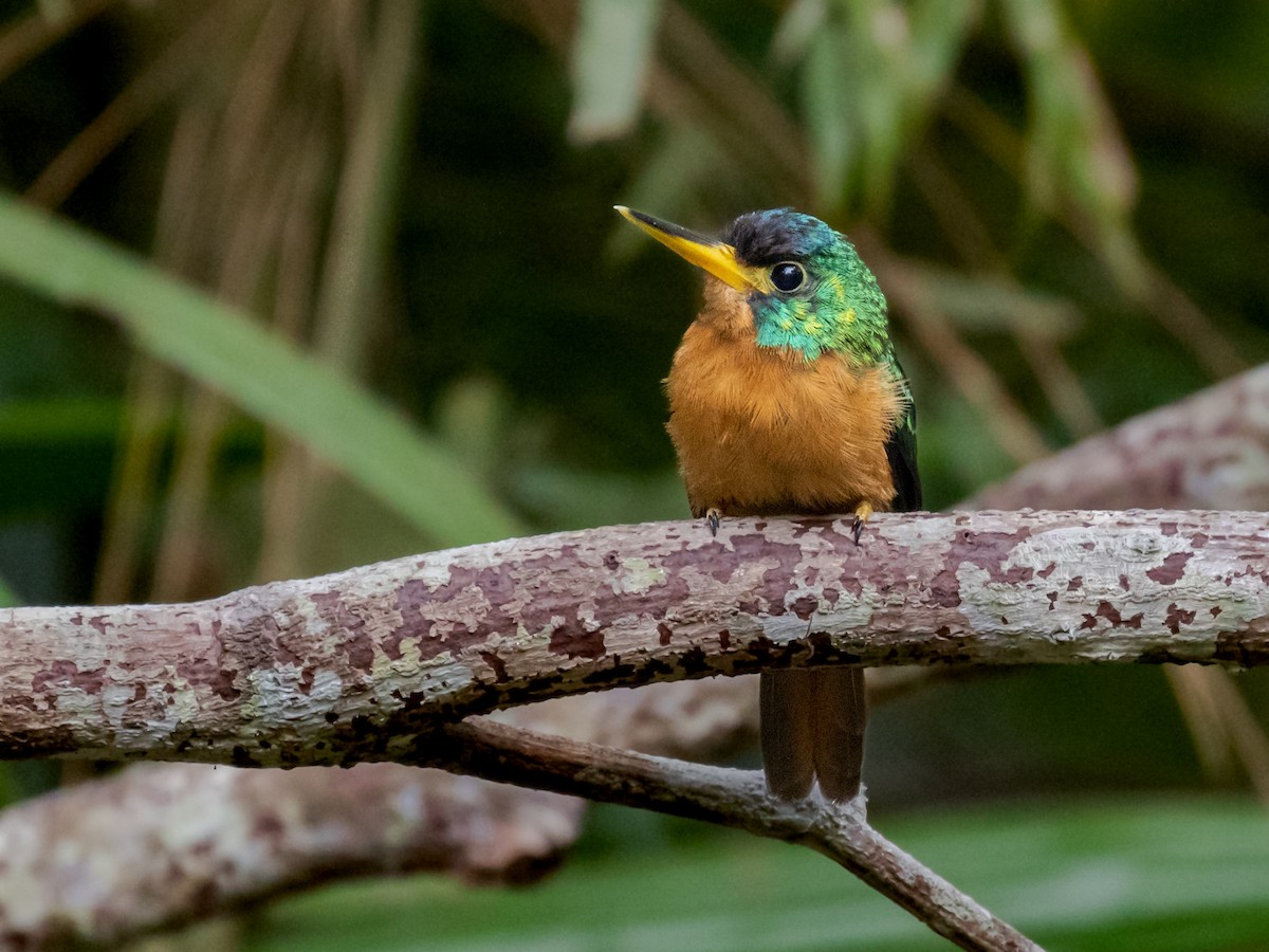 Blue-cheeked Jacamar - Héctor Bottai