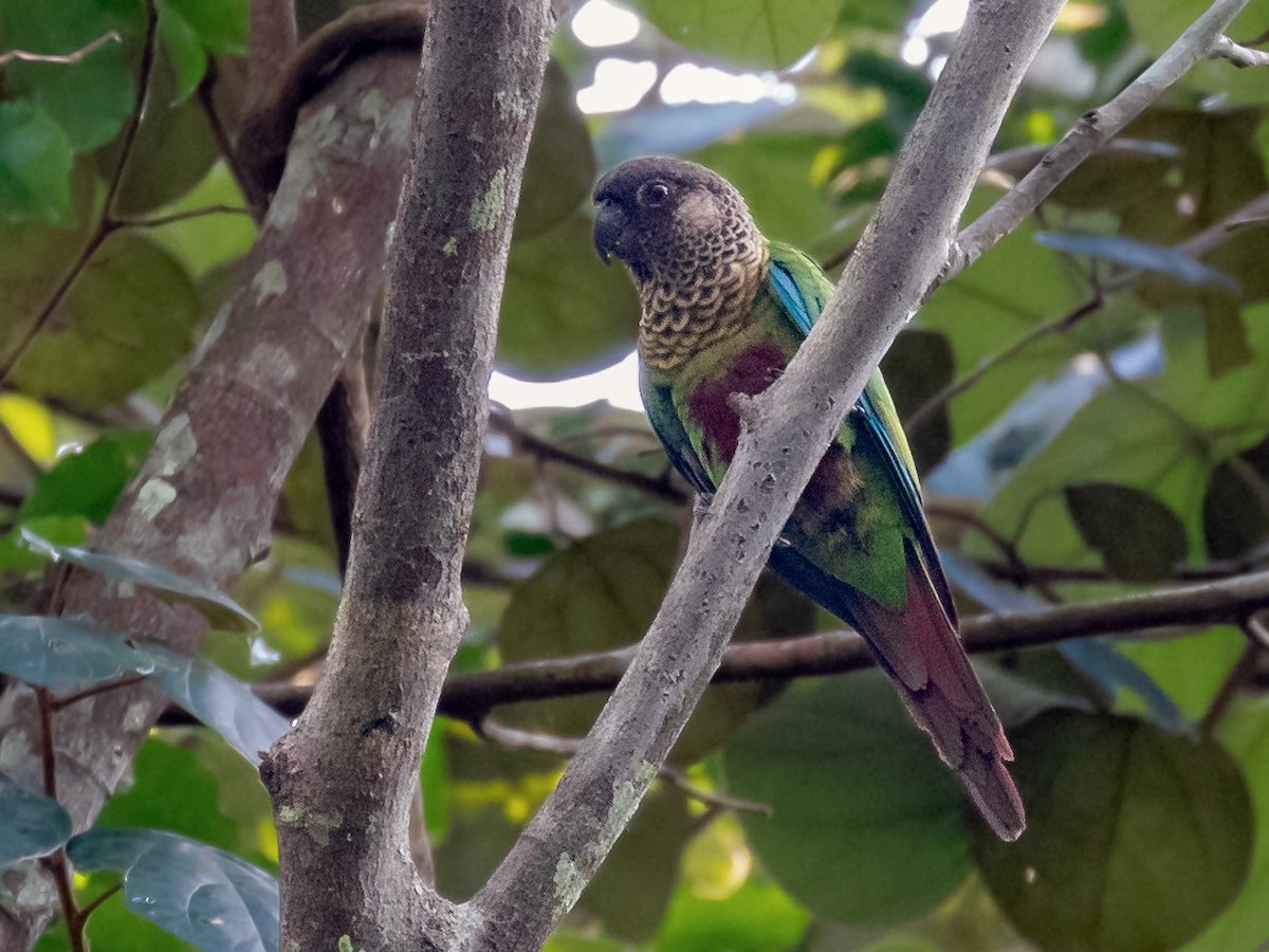 Bonaparte's Parakeet - ML546710461