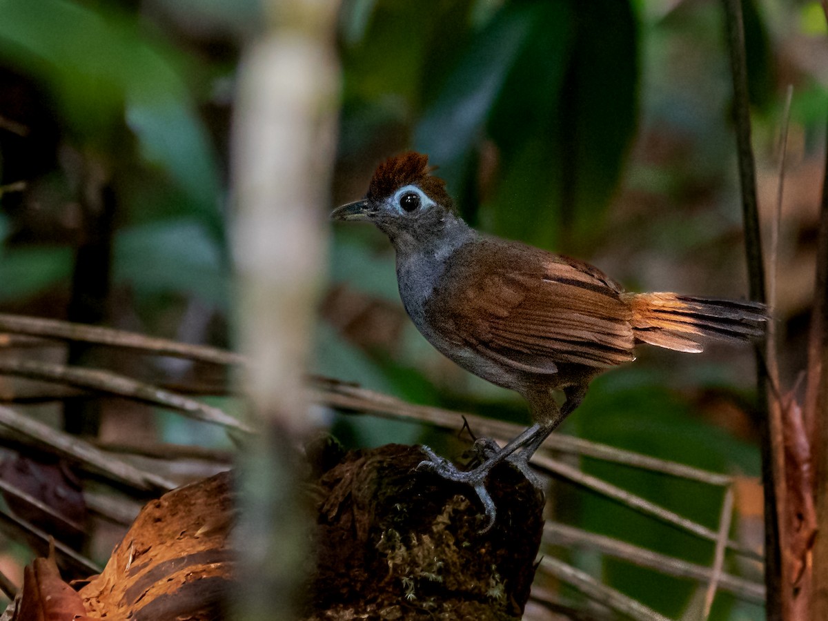 Sooty Antbird - Héctor Bottai