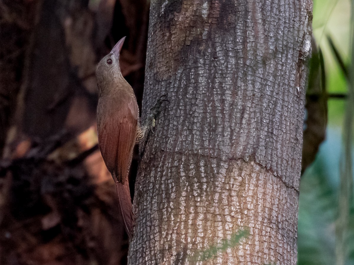 Bar-bellied Woodcreeper - ML546711141