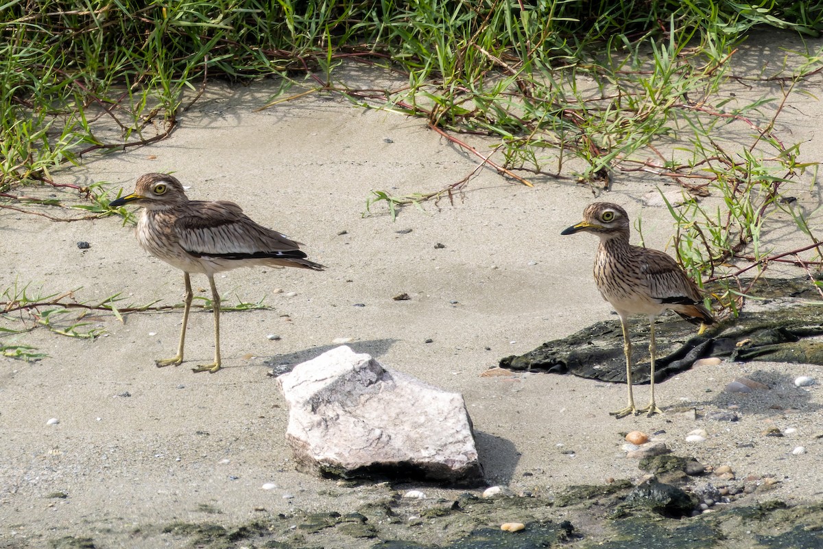 Senegal Thick-knee - ML546711641