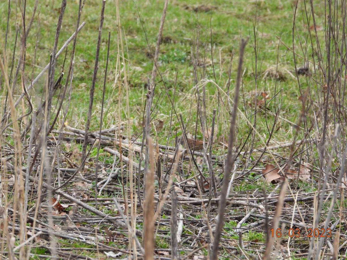 Dunnock - ML546712491