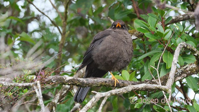 Sooty Thrush - ML546712571