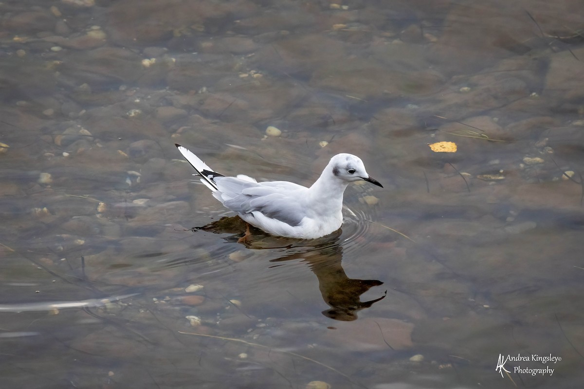 Bonaparte's Gull - ML546712641