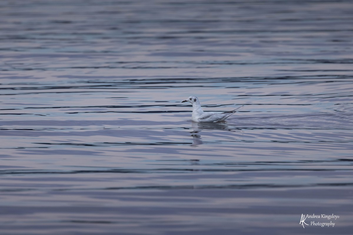 Bonaparte's Gull - ML546712651